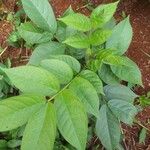 Senna hirsuta Fuelha