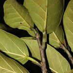 Ficus ovalis Leaf