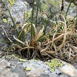 Carex rupestris Liść