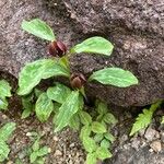 Trillium recurvatum عادت