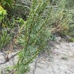 Artemisia biennis Leaf