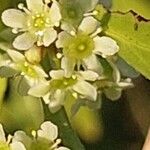 Gymnosporia senegalensis Blomma