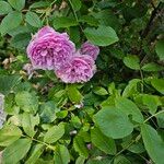 Rosa gallica Агульны выгляд