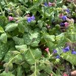 Pulmonaria officinalisBlomma