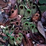 Nepenthes ampullaria Leaf