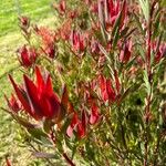Leucadendron salignum Floro