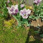 Tulipa lortetii Flower