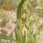 Arnebia decumbens Bark