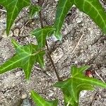 Hedera nepalensis Deilen