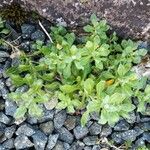 Saxifraga cuneifolia Leaf