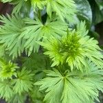 Aconitum variegatumBlad