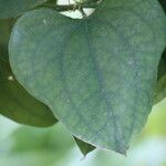 Smilax bona-nox Лист