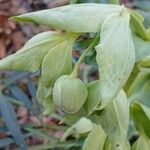 Helleborus foetidusКветка