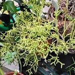 Rhipsalis cereuscula Hábito