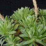 Aeonium × barbatum Hàbitat