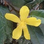 Hibbertia dentata Blüte