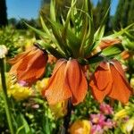 Fritillaria imperialisKwiat