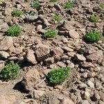 Chenopodium quinoa Habit