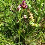 Ophrys scolopax عادت داشتن
