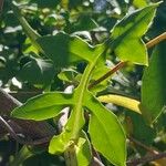 Solanecio angulatus Folha
