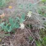 Astragalus miguelensis Flor
