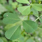 Medicago polymorpha Folio