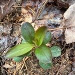 Polygaloides paucifolia Leaf