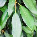 Quercus myrsinifolia Folha