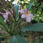 Plumeria rubra Kwiat