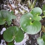 Heteranthera reniformis Leaf