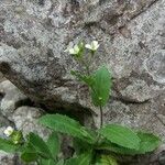 Arabis alpina Fiore