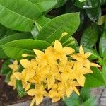 Ixora chinensis Листок