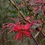 Grevillea speciosa