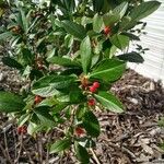 Aronia arbutifolia Fruit