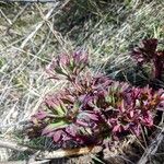 Paeonia californica 叶