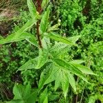 Doellingeria umbellata Hoja