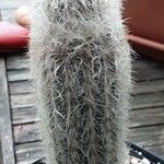 Espostoa lanata ശീലം
