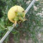 Solanum arundo Плод