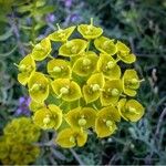 Euphorbia seguieriana Flor