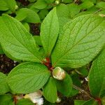 Stewartia pseudocamellia Folla