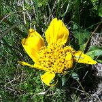 Wyethia angustifolia Flower