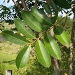 Simarouba amara Leaf