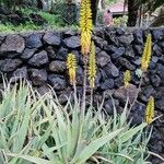 Aloe vera Habitus