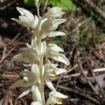 Cephalanthera austiniae ᱵᱟᱦᱟ