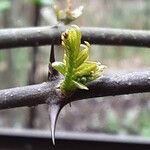 Zanthoxylum piperitum Leaf