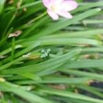 Zephyranthes candida Frutto