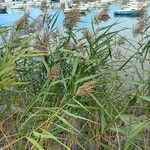 Phragmites australis叶