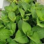 Hydrangea macrophyllaBlad