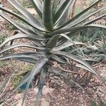 Aloe rupestris Leaf