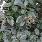 Sorbus intermedia موطن